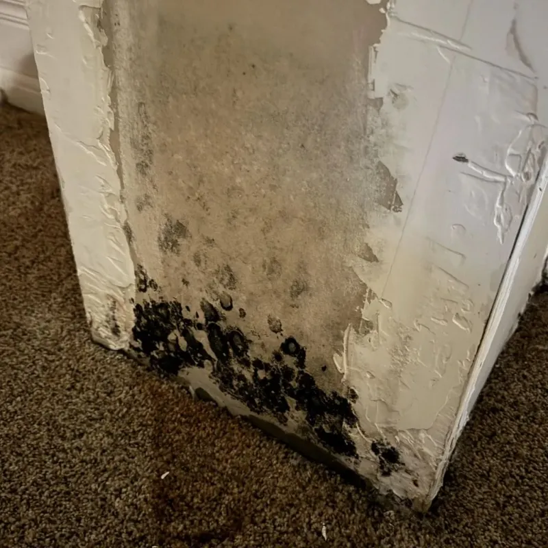 Professional Mold Removal in Magee, MS